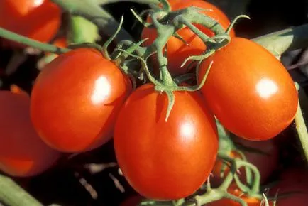 Tomate legume, Pomidor ovoshh, enciclopedie de fructe și legume din lume