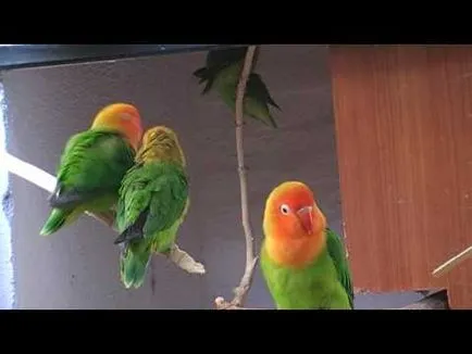 Papagájok lovebirds nélkül nem lehet élni „saját részre”