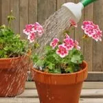 Правилно поливане кактус съвети от опитни градинари