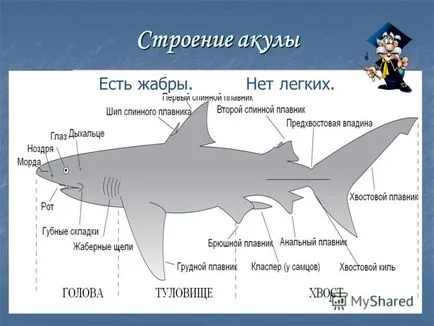 Презентация на тема Темата на акула - въпрос акула проблем защо винаги в движение Boyarshinov