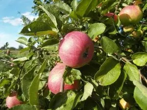 Присаждане ябълка Подвои за това как да се внуши културно дърво - лесна работа