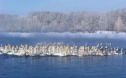 Natura Munților Altai