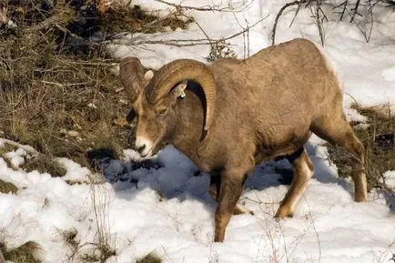 Natura Munților Altai