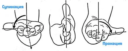 Пронация и супинация на ръката във фитнеса