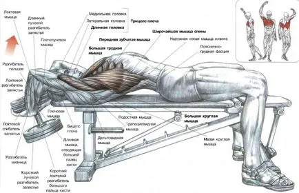 Пуловер в културизма - упражнение за развитието на торса