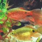 A szaporodási Astronotus Astronotus foltos és az ő ivadéka