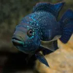 Reproducere Astronotus Astronotus pestrițe și spawn lui