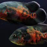 A szaporodási Astronotus Astronotus foltos és az ő ivadéka