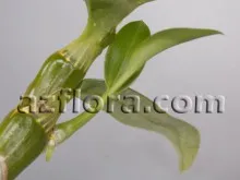 Propagarea Dendrobium - o descriere detaliată, cu fotografii