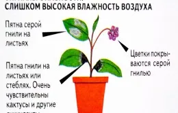 възпроизвеждане Hoya