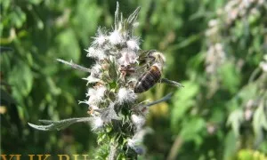 Plant - un Motherwort miere și medoproduktivnost