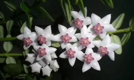 възпроизвеждане Hoya