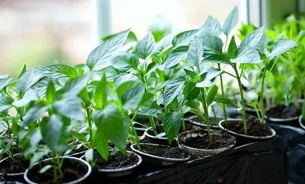 A magról nevelt paprika termesztése a hazai gazdag termés