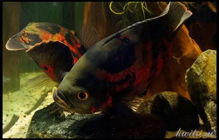 reproducerea Astronotus