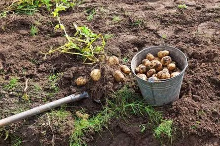 Korai burgonyafajták Karatop leírás, fényképek, értékelések