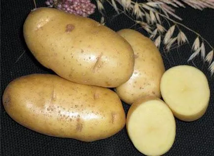 Рано сортове картофи Karatop описание, снимки, коментари