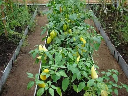 A magról nevelt paprika termesztése a hazai gazdag termés