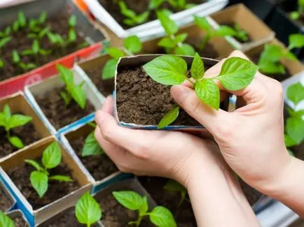 A magról nevelt paprika termesztése a hazai gazdag termés