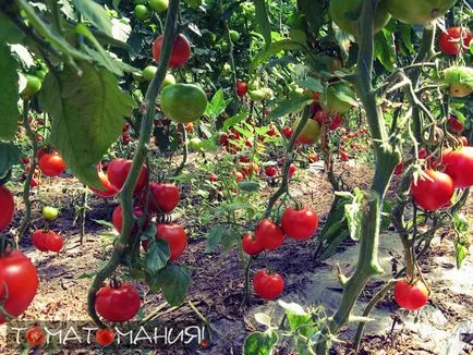 A magról nőnek paradicsom a helyszínen - tomatomaniya