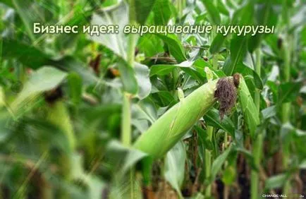 jövedelmezőségét növekvő kukorica 800% - hivatalos web-alapú alkalmazás - bayanay