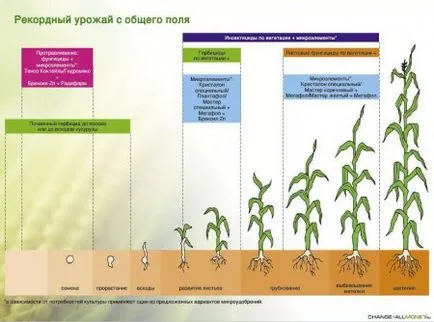 rentabilitatea în creștere porumb 800% - cererea oficială web - bayanay