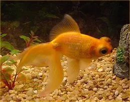 Telescopul Goldfish - Îngrijire și reproducție