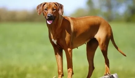 Rhodesian Ridgeback caracteristici și descrierea rasei, Hound Standard african