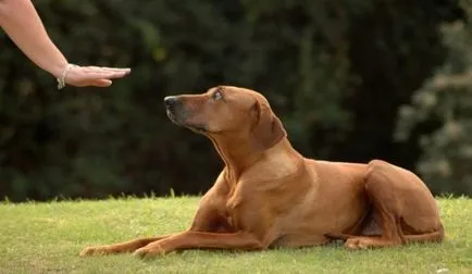 Rhodesian Ridgeback caracteristici și descrierea rasei, Hound Standard african