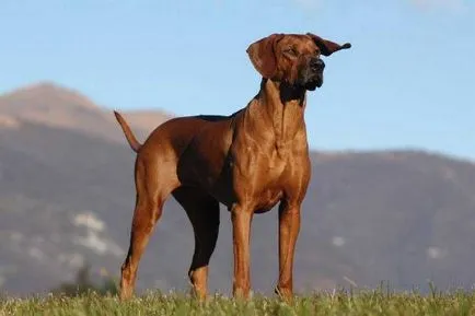 Rhodesian Ridgeback caracteristici și descrierea rasei, Hound Standard african