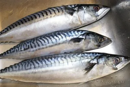 Halak a fekete-tengeri halak listája leírással, fényképekkel, videókkal