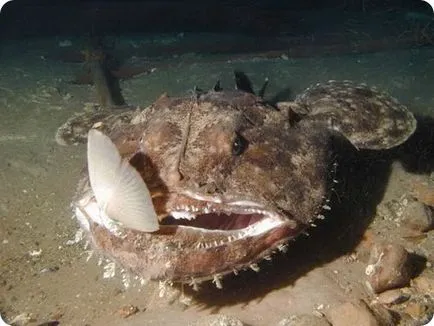 Halak a fekete-tengeri halak listája leírással, fényképekkel, videókkal