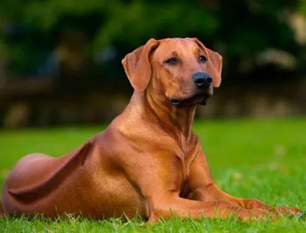 Rhodesian Ridgeback caracteristici și descrierea rasei, Hound Standard african