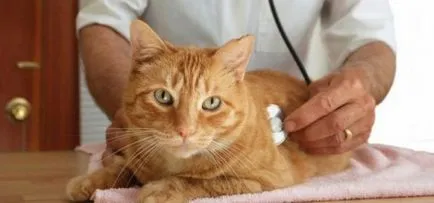Hányás macskáknál lehetséges okokat és különféle betegségek kezelésére,