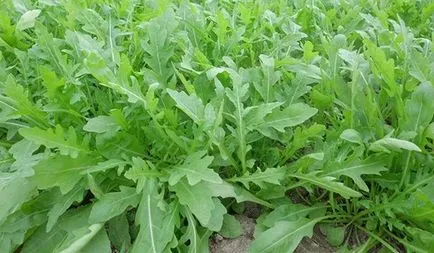 Rucola beneficii salata si efecte nocive asupra organismului uman