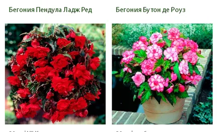 събиране Градинарство () действие, 75% през септември 2017 г., да се види! Picodi Беларус