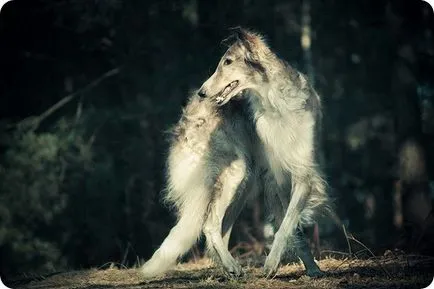 Orosz agár, orosz Borzoi képek