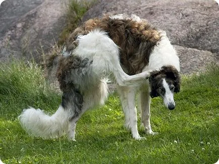 Orosz agár, orosz Borzoi képek