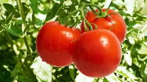 Защо се спука доматите на храстите и какво да правя