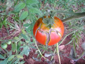 Защо се спука доматите на храстите и какво да правя