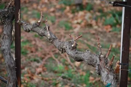 Menekülési szubsztitúciós szőlő, hogy az ilyen metszés sbposoby