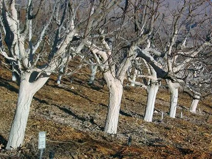 Varuire de copaci în toamnă - când și de ce copacii din lapte de var toamna, lapte de var decât pomi fructiferi