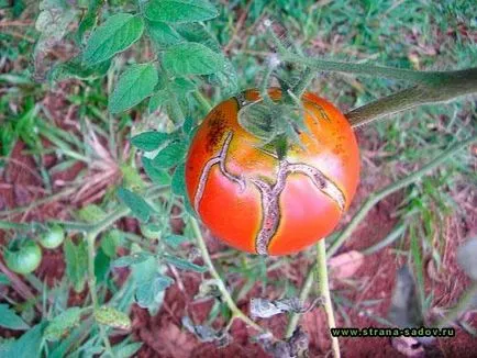 Защо се спука хижа домати