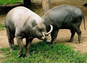 Най-големият глиган в света, особено дива свиня, примери за много големи екземпляри