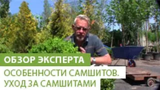 Чемшир вечнозелени засаждане и грижи, снимка