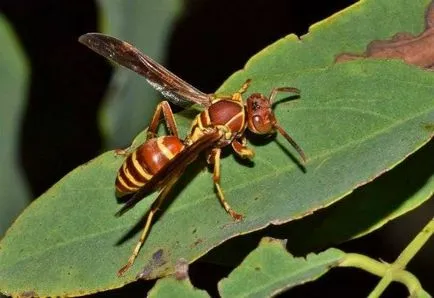 A leggyakoribb típusú allergia