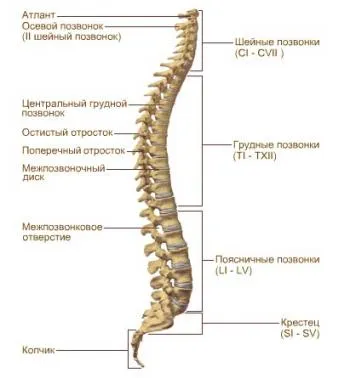 Sergey Bubnovsky doare nici coloanei vertebrale - mușchii în ea