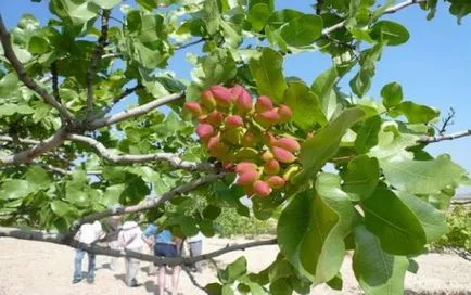 Fisticul răsaduri de fructe mari, Hardy etc.