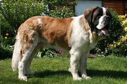 St. Bernard St. Bernard fotó vásárolnak olcsó, így, olcsó eladási szabad St. Bernard (a képen), itt