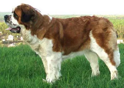 Sf. Bernard St. Bernard fotografie cumpăra ieftin, da, de vânzare ieftine liber St. Bernard (foto), aici