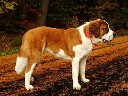 Sf. Bernard St. Bernard fotografie cumpăra ieftin, da, de vânzare ieftine liber St. Bernard (foto), aici